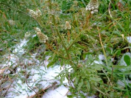 Reseda alba